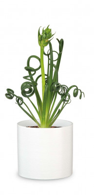 Кашпо для квітів Scheurich &quot;Inspiration&quot; 19&quot;, молочний