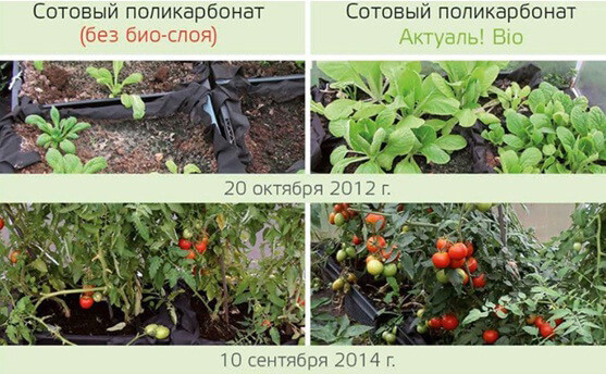 СТІЛЬНИКОВИЙ ПОЛІКАРБОНАТ ДЛЯ ТЕПЛИЦЬ-BIO